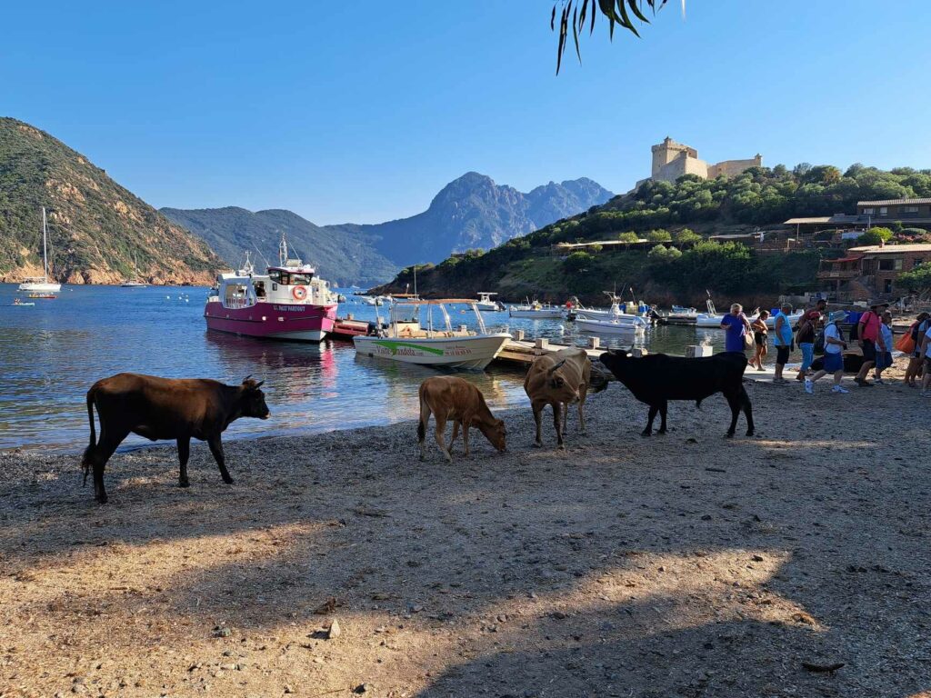 Plage de Girolata où se promènent des vaches