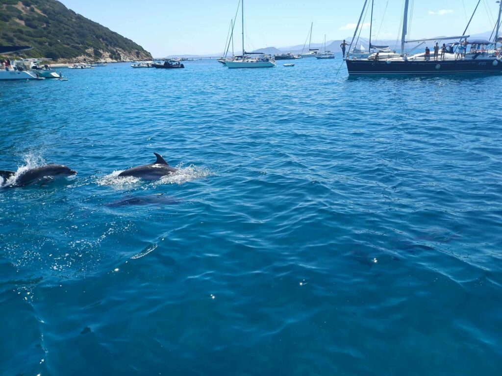 Dauphin et voiliers dans le golfe d'Olbia